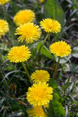 Yellow Dandelion Flowers