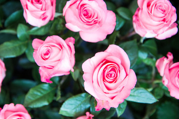 Fresh beautiful pink roses in the garden
