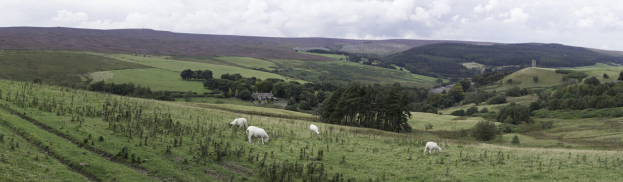 Yorkshire Moor