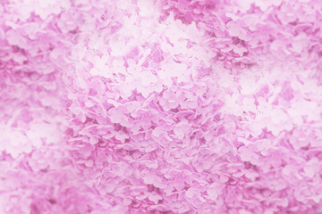 Blur and soft Hydrangea background