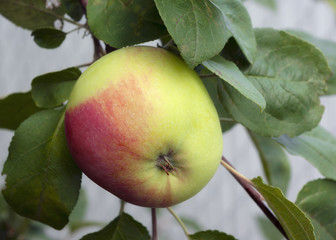 Apple in apple tree, close up with leafs