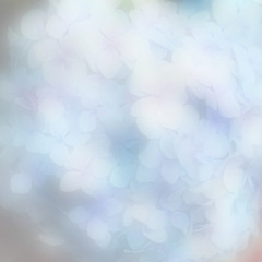 Blur and soft Hydrangea background