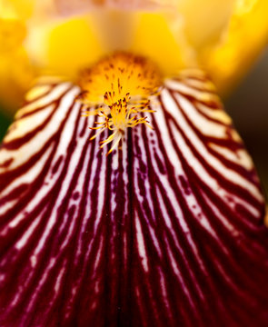 iris flower is yellow macro