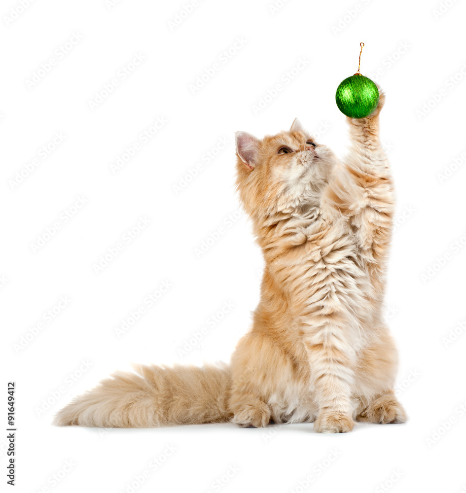 Wall mural red kitten sitting plays new year's green ball isolated