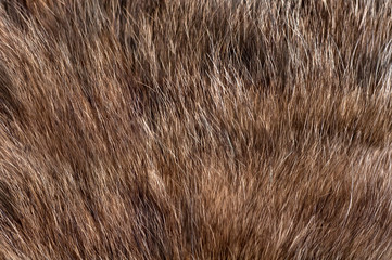  texture of the fur animal grey