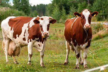 two cows grazing on pasture
