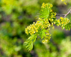 young maple leaves in the spring