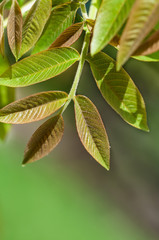 young leaves of the walnut tree on a green background
