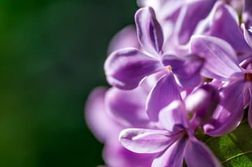 Fototapeta na wymiar flower of lilac on a green background