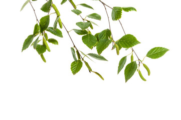 Naklejka premium branch of birch on a white background