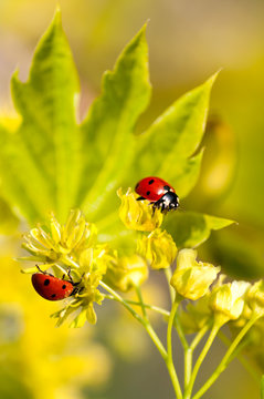 two ladybug on flowers of linden wood macro