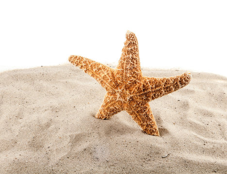 sea star is on the sand on the white
