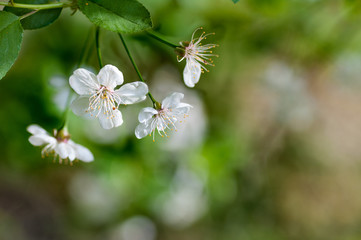 background flower apple
