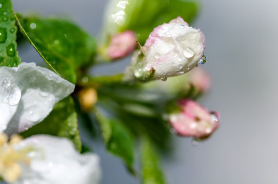 apple flower with water drops