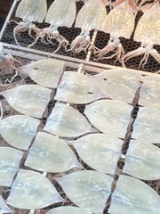 イカの一夜干し