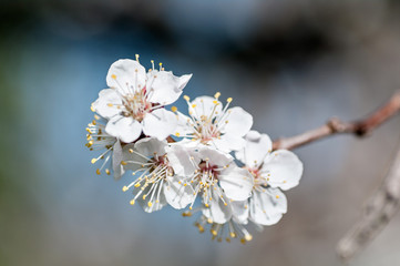 background branch with flowers of cherry