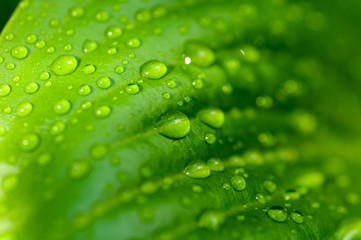 background of the water drops on a green leaf