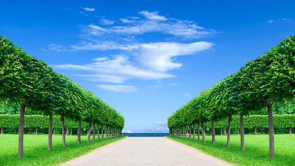 panorama alley in the Park with exactly topiary trees