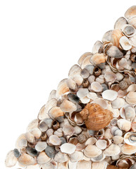  background of the large shell on small shells diagonally in iso