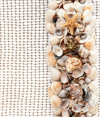  background of the starfish in shells in one row on a fishing ne
