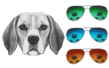Portrait of Beagle Dog with mirror sunglasses. Hand drawn illustration.
