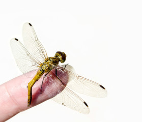 dragonfly on the finger of a woman's hand on white background