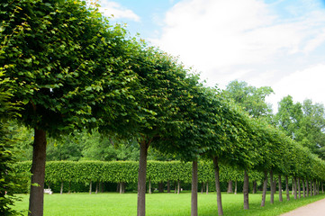 alley of green trees trimmed square shape in the Park