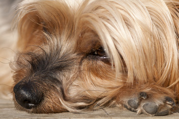 Naklejka na ściany i meble nose Yorkshire Terrier closeup