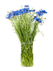 bouquet flower cornflower in a clear vase isolated
