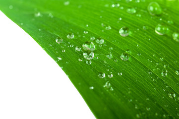 water drops on a green leaf closeup