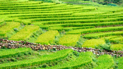 Vietnam Rice Terraces