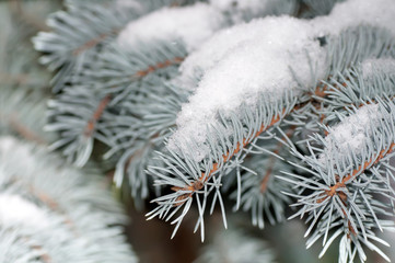 Naklejka na ściany i meble snow on the branch blue spruce