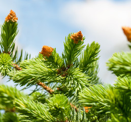 tree branch with young shoots against the sky © Germanova Antonina
