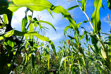 Fototapeta premium corn sprouts on a blue sky background, view from the bottom