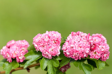 flowering tree roses closeup