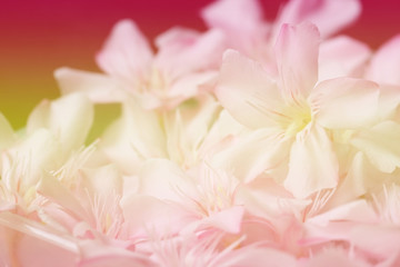 Fototapeta premium Vintage flower background.