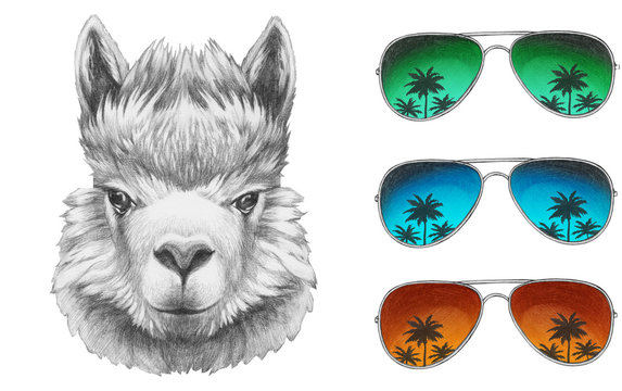 Portrait of Lama with mirror sunglasses and scarf. Hand drawn illustration.