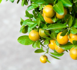 mandarin oranges growing on a tree