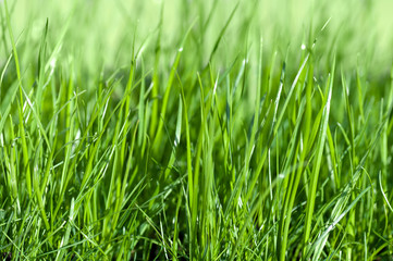 Fototapeta na wymiar green grass nature closeup