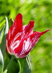red Tulip with white streaks in nature