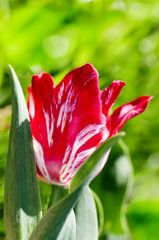red Tulip with white streaks in nature