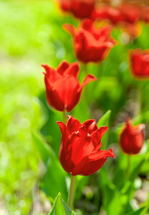 red Tulip in nature shot in backlight