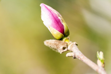 blossom Magnolia flower in nature