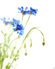 cornflower flower closeup isolated