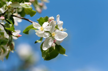 apple flower against the blue sky