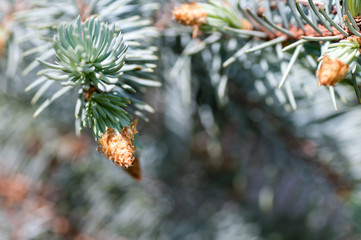 young fir branch