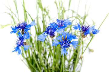 Obraz premium bouquet of cornflowers on a white background