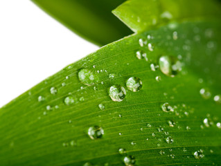 water drops on a green leaf