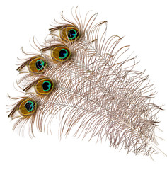 Obraz premium five peacock feather on a white background