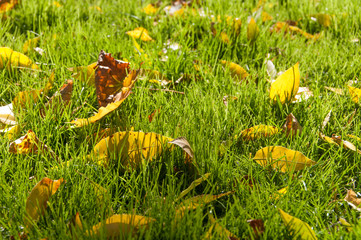 background of yellow leaves on the grass in autumn closeup
